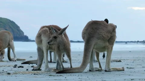 Kangaroos Stock Footage 163942906