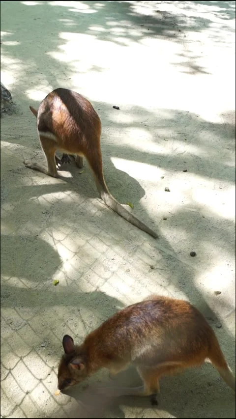  kangaroos  Stock Footage 317998722