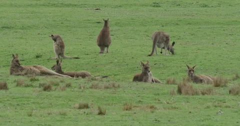 Kangaroos Gathering on the Meadow Video stock 335069182