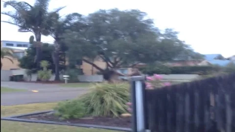 Kangaroos Get Some Morning Exercise, Batemans Bay, NSW, Australia - 16 Oct 2014 Stock Footage 205250842