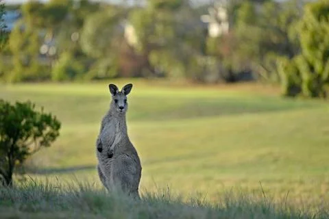 Kangaroos on a golf course Stock Photos