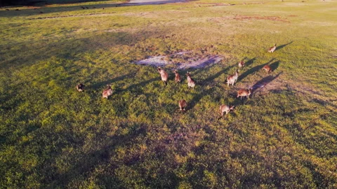 Kangaroos graze on grass in large open field Stock-Footage 327801933