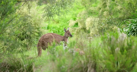 Kangaroos grazing in Adelaide Hills, SA Stock Footage