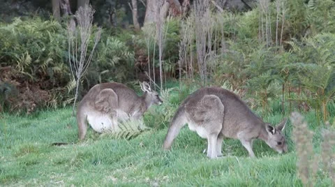 Kangaroos grazing Stock Footage 8961357