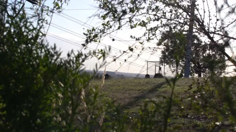 Kangaroos grazing Stock Footage 146622208