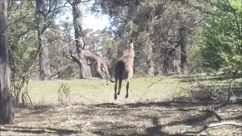 Kangaroos Group Jumping Stock Footage 214535118