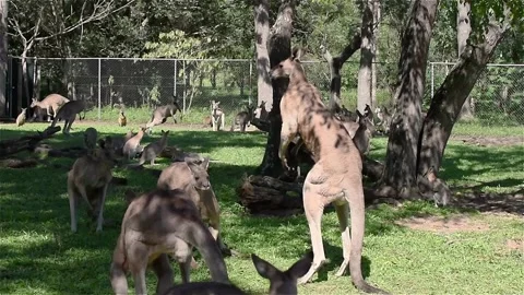 Kangaroos having fun. Stock Footage 131209611