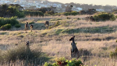 Kangaroos Hopping At Sunset Stock Footage 336034411