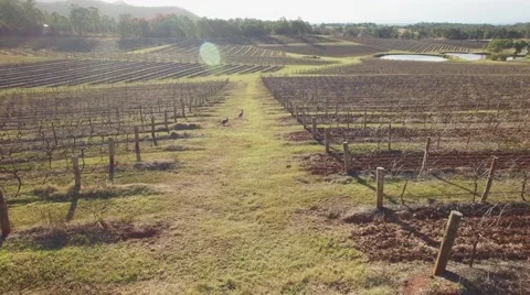 Kangaroos in Hunter Valley Stock Footage 68191005
