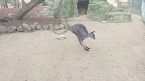 Kangaroos Jumping Stock Footage 56869731