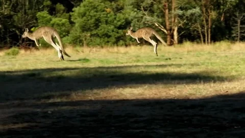 Kangaroos jumping in the ground Video stock 271347541