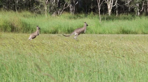 Kangaroos jumping HD Stock Footage 41890263