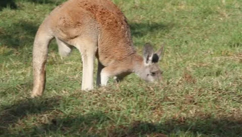 Kangaroos in large holding area Stock Footage 8977925