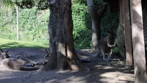 Kangaroos live in the zoo Stock Footage 288005924