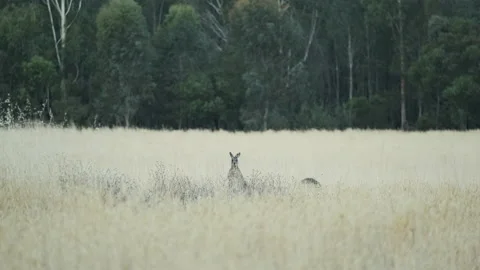 Kangaroos in the long grass Stock Footage 147717114