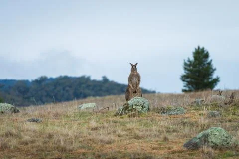 Kangaroos in open field during a cloudy wet day Stock Photos