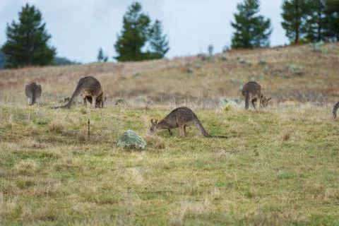 Kangaroos in open field during a cloudy wet day Stock Photos