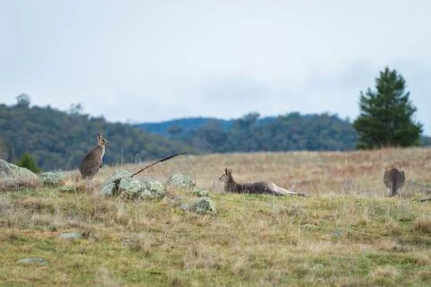 Kangaroos in open field during a cloudy wet day Stock Photos