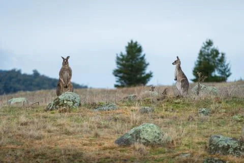 Kangaroos in open field during a cloudy wet day Stock Photos