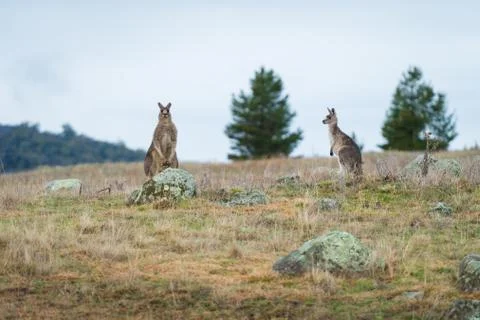 Kangaroos in open field during a cloudy wet day Stock Photos