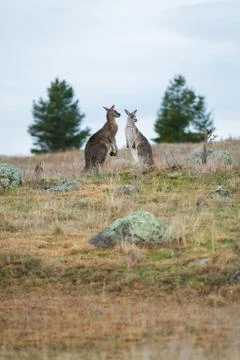 Kangaroos in open field during a cloudy wet day Stock Photos