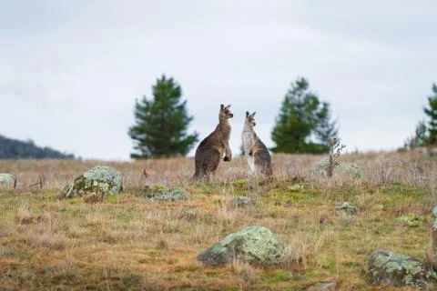 Kangaroos in open field during a cloudy wet day Stock Photos