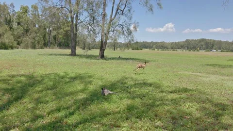 Kangaroos outback Australia  Stock Footage 143227148