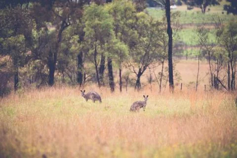 Kangaroos in a paddock Stock Photos
