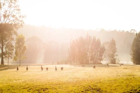 Kangaroos in a paddock Stock Photos