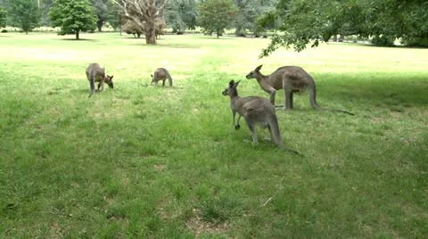 Kangaroos in the park jumping Stock Footage 10819448