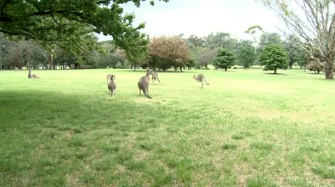 Kangaroos in the park wide Stock Footage 10819458