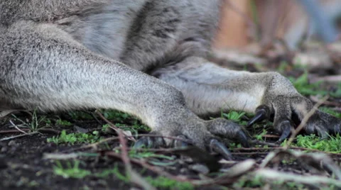 Kangaroo's paws 스톡 동영상 67365849