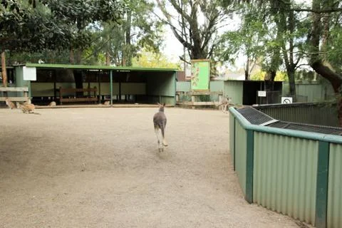 Kangaroos Stock Photos