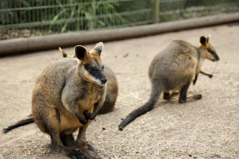 Kangaroos Stock Photos