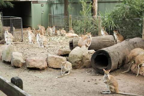 Kangaroos Stock Photos