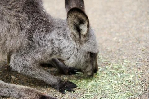 Kangaroos Stock Photos
