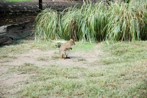 Kangaroos Stock Photos