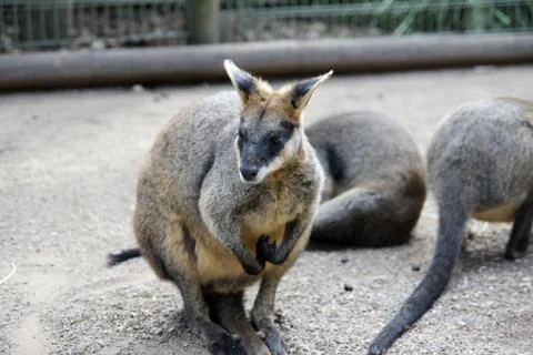 Kangaroos Stock Photos