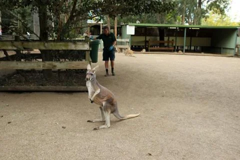 Kangaroos Stock Photos