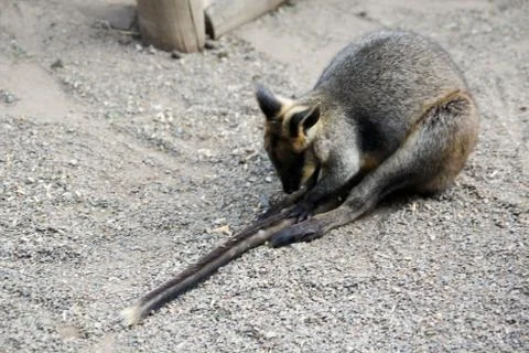 Kangaroos Stock Photos