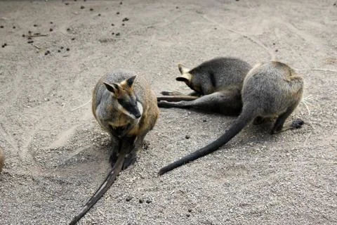 Kangaroos Stock Photos