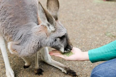 Kangaroos Stock Photos
