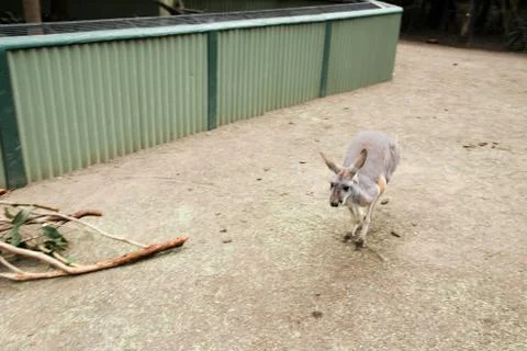 Kangaroos Stock Photos