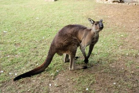 Kangaroos Stock Photos