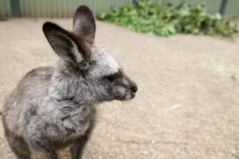 Kangaroos Stock Photos