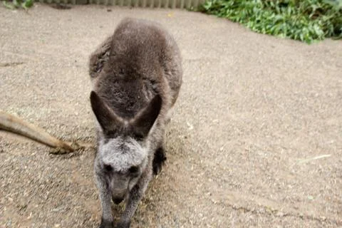 Kangaroos Stock Photos