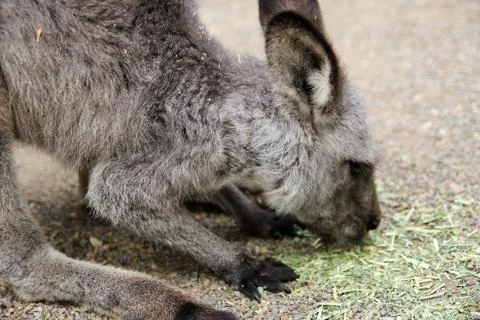 Kangaroos Stock Photos
