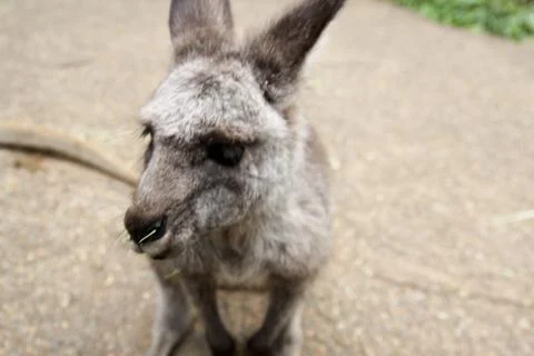 Kangaroos Stock Photos