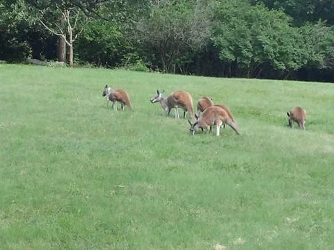 Kangaroos Photos