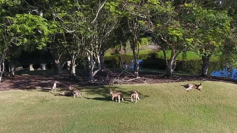 Kangaroos playing around Stock Footage 75433591